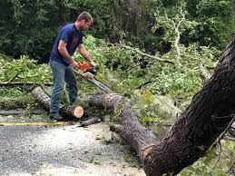 Best Stump Grinding and Removal  in Pheasant Run, OH