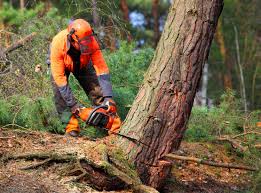 Best Tree and Shrub Care  in Pheasant Run, OH